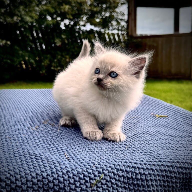 Ragdoll kittens for sale in Dromara, County Down – 8 weeks old - Image 3 of 3