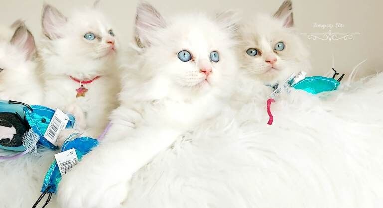 ,£500 pure beautiful ragdoll 3 boys left kittens