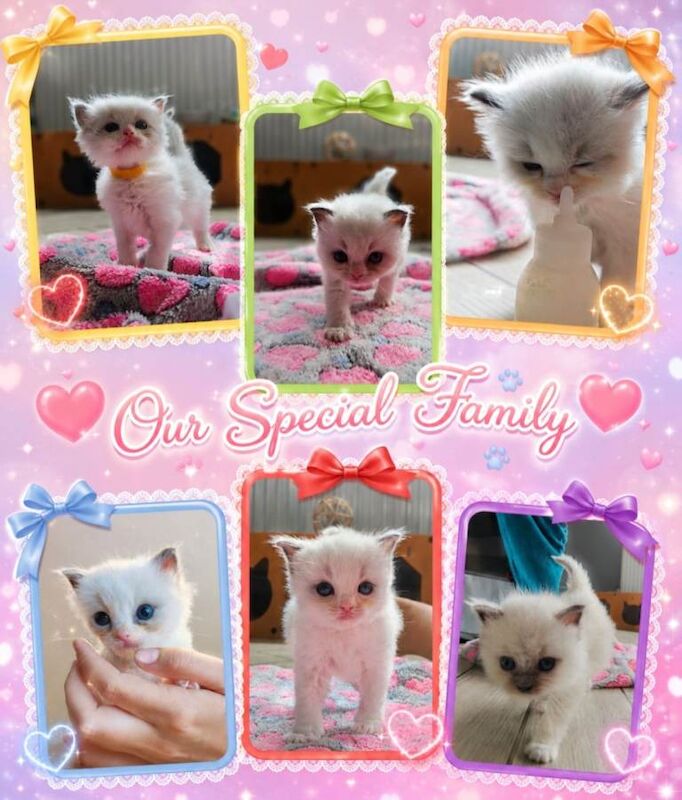 Ragdoll Kittens For Sale
