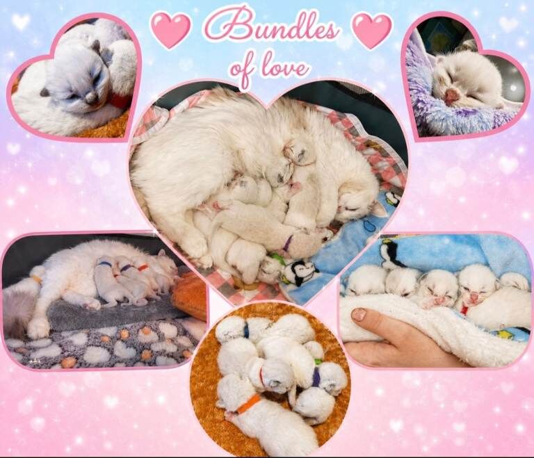 6 Beautiful Ragdoll Kittens - Image 2 of 5