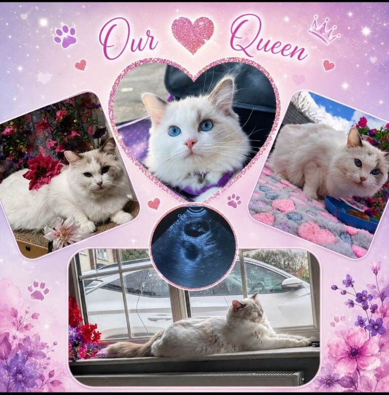 6 Beautiful Ragdoll Kittens - Image 3 of 5
