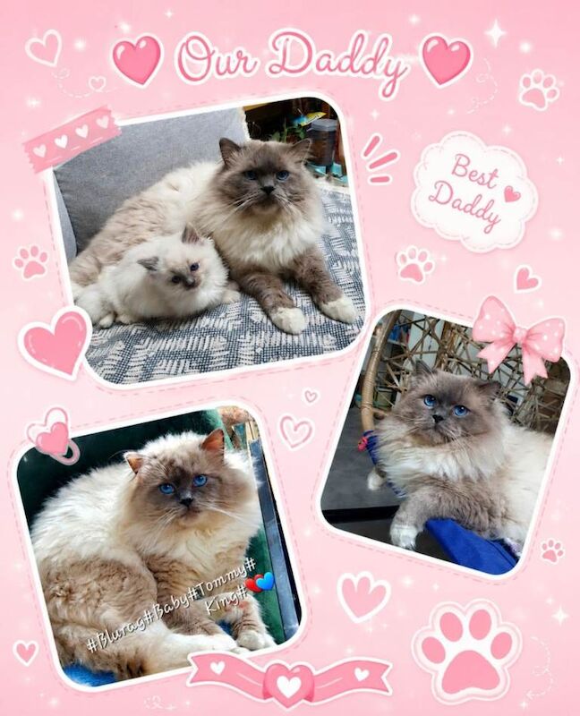 6 Beautiful Ragdoll Kittens - Image 4 of 5
