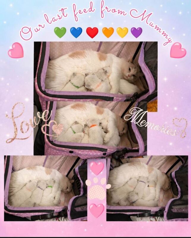 6 Beautiful Ragdoll Kittens - Image 5 of 5