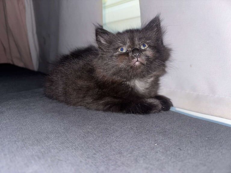 Ragdoll kittens for sale in Camberwell, Greater London – 7 weeks old