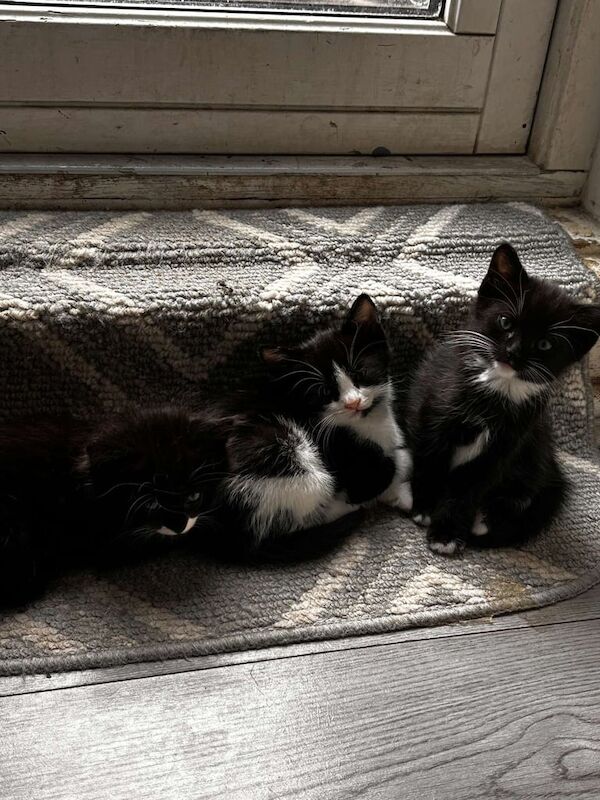 Ragdoll kittens for sale in Camberwell, Greater London – 7 weeks old - Image 2 of 3