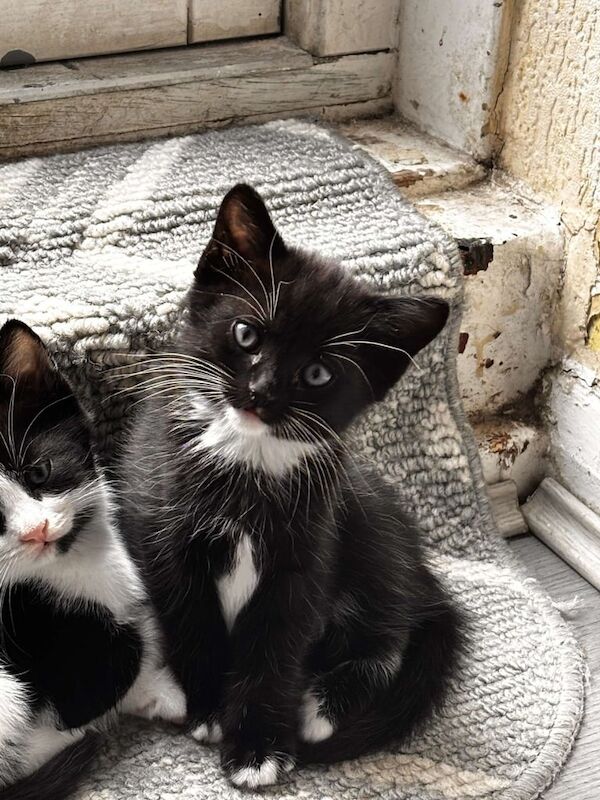 Ragdoll kittens for sale in Camberwell, Greater London – 7 weeks old - Image 3 of 3