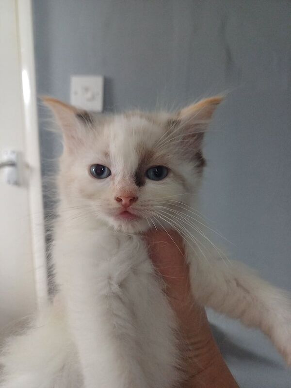 Ragdoll kittens for sale in Middlesbrough, North Yorkshire – 11 weeks old