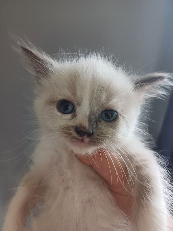 Ragdoll kittens for sale in Middlesbrough, North Yorkshire – 11 weeks old - Image 3 of 3