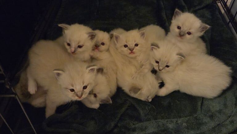 6 Ragdoll Kittens for sale in Dundee, City of Dundee