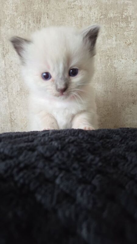 6 Ragdoll Kittens for sale in Dundee, City of Dundee | Image 2