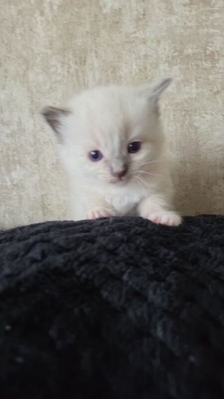 6 Ragdoll Kittens for sale in Dundee, City of Dundee | Image 3