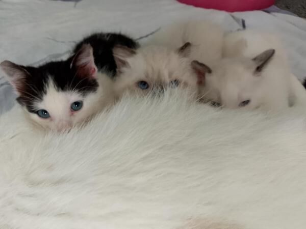 Buy and sell Ragdoll kittens and cats online Ragdoll Owners