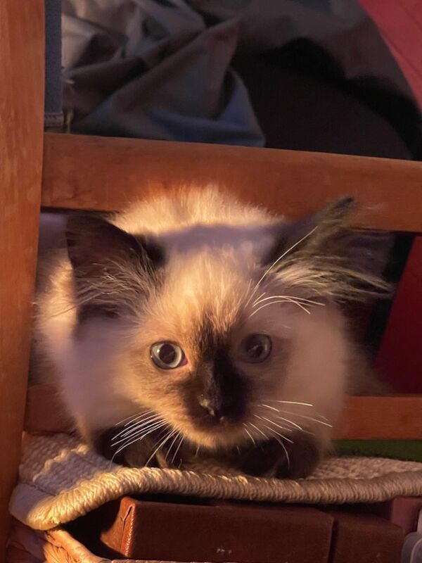 Ragdoll kittens for sale in Stroud, Gloucestershire – 1 day old