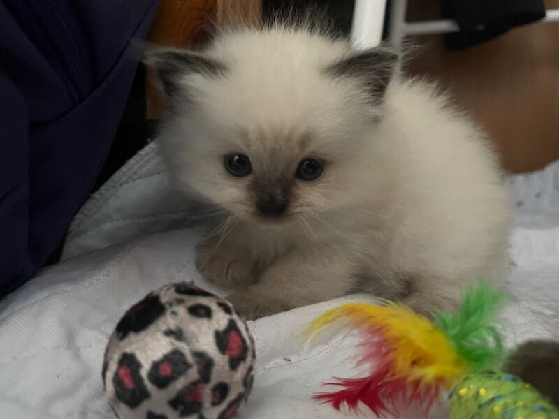 Ragdoll kittens for sale in Stroud, Gloucestershire – 4 weeks old