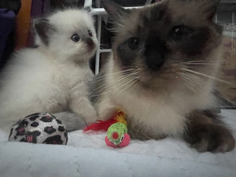 Ragdoll kittens for sale in Stroud, Gloucestershire – 4 weeks old - Image 2 of 15