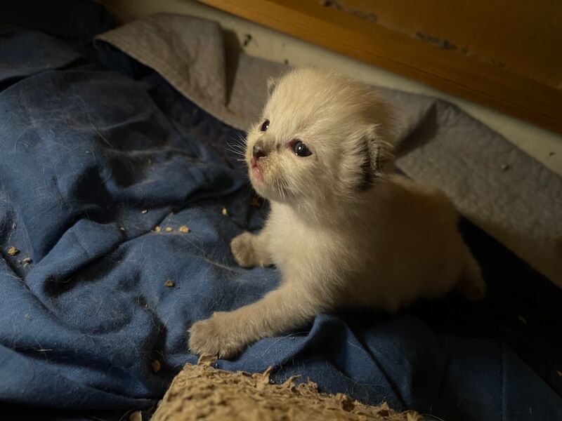Ragdoll kittens for sale in Stroud, Gloucestershire – 4 weeks old - Image 3 of 15