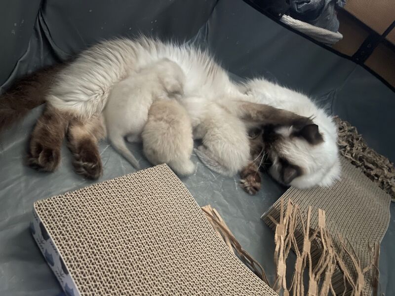 Ragdoll kittens for sale in Stroud, Gloucestershire – 4 weeks old - Image 4 of 15