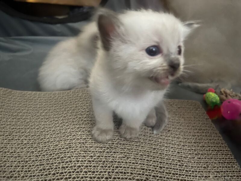 Ragdoll kittens for sale in Stroud, Gloucestershire – 4 weeks old - Image 5 of 15