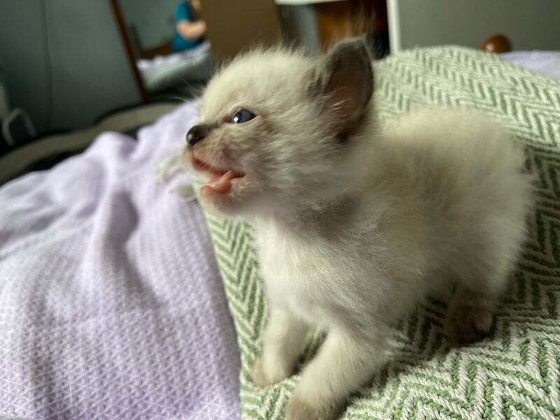 Ragdoll kittens for sale in Stroud, Gloucestershire – 4 weeks old - Image 6 of 15