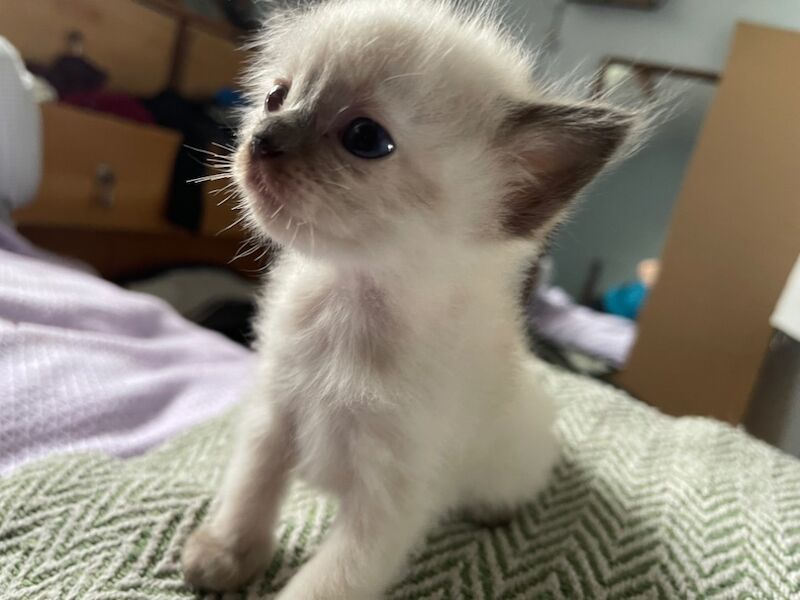 Ragdoll kittens for sale in Stroud, Gloucestershire – 4 weeks old - Image 7 of 15