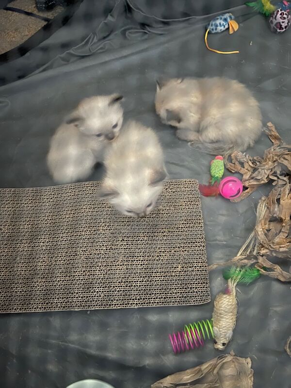 Ragdoll kittens for sale in Stroud, Gloucestershire – 4 weeks old - Image 8 of 15