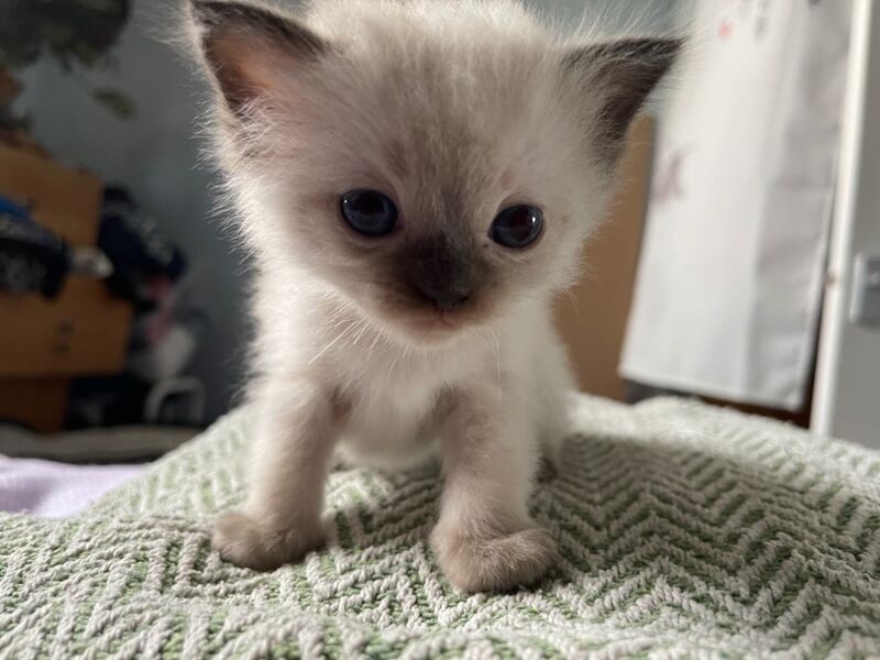 Ragdoll kittens for sale in Stroud, Gloucestershire – 4 weeks old - Image 9 of 15