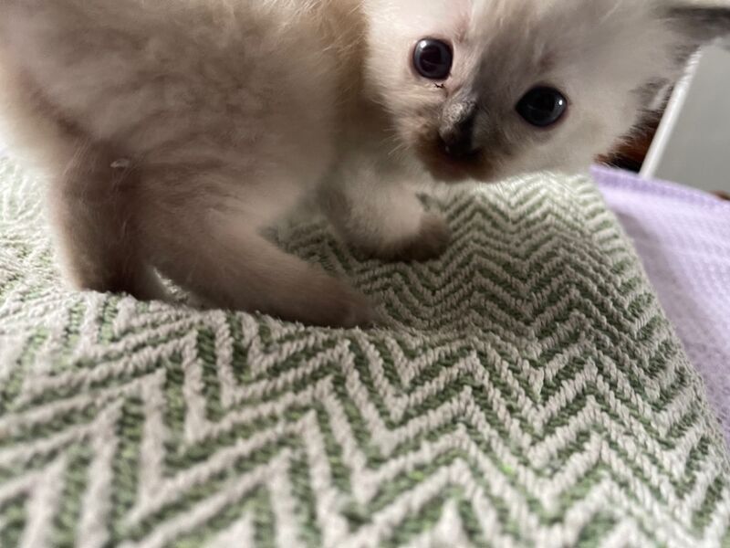 Ragdoll kittens for sale in Stroud, Gloucestershire – 4 weeks old - Image 11 of 15