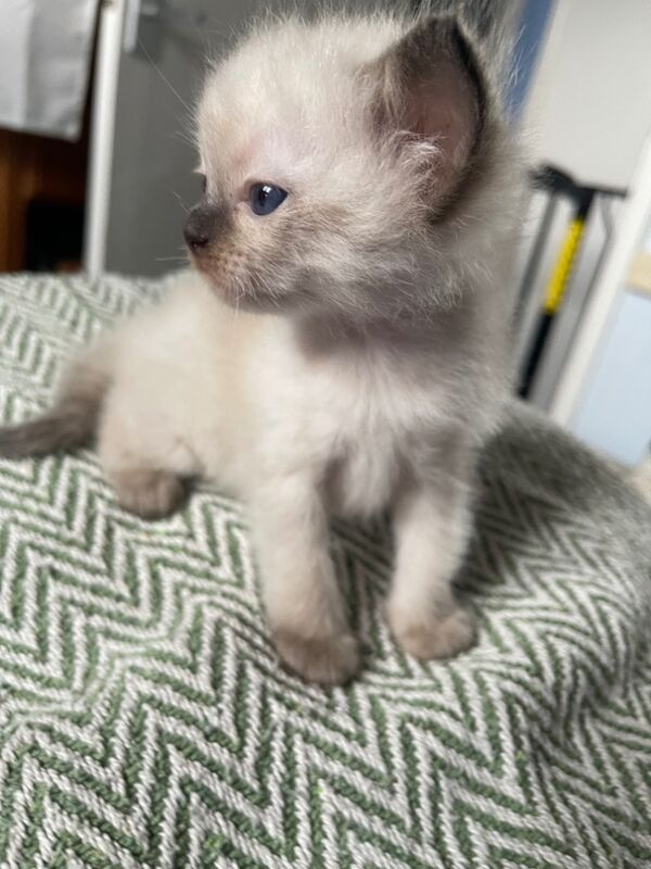 Ragdoll kittens for sale in Stroud, Gloucestershire – 4 weeks old - Image 12 of 15