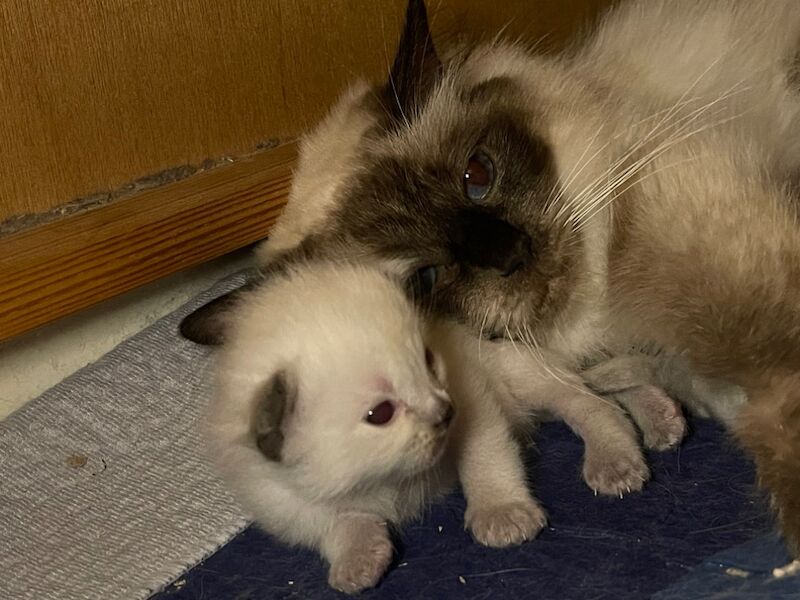 Ragdoll kittens for sale in Stroud, Gloucestershire – 4 weeks old - Image 13 of 15