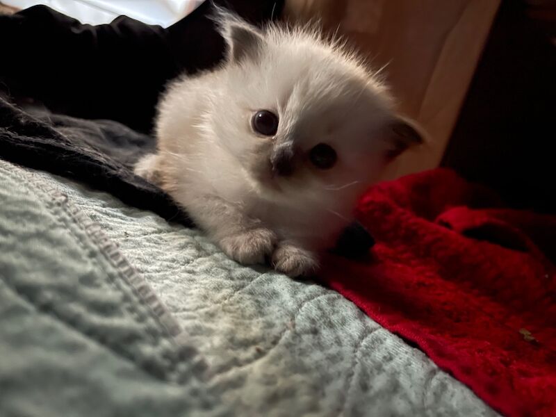 Ragdoll kittens for sale in Stroud, Gloucestershire – 4 weeks old - Image 14 of 15