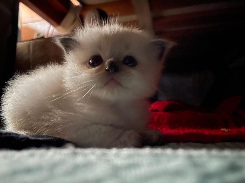 Ragdoll kittens for sale in Stroud, Gloucestershire – 4 weeks old - Image 15 of 15