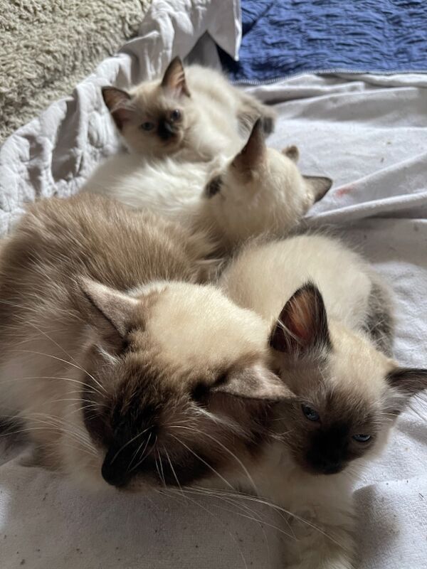6th Generation* Purebreed Ragdoll Kittens GCCF & TICA - Image 7 of 14