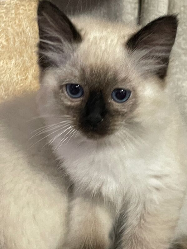 6th Generation* Purebreed Ragdoll Kittens GCCF & TICA - Image 8 of 14