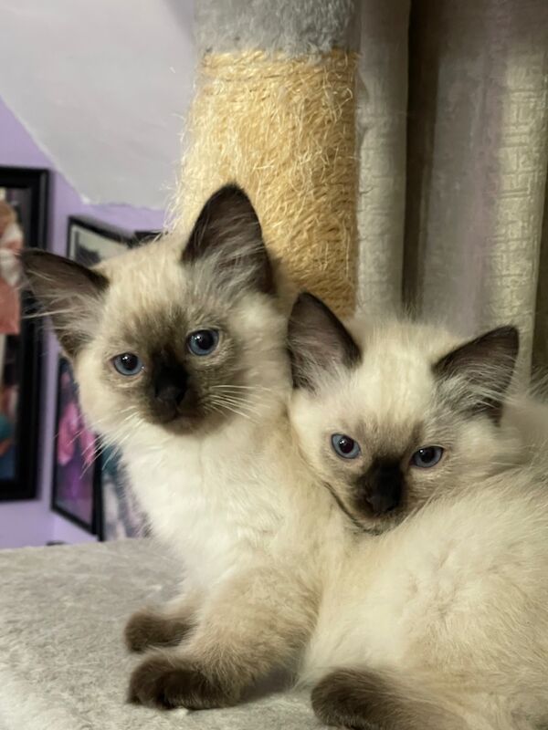 6th Generation* Purebreed Ragdoll Kittens GCCF & TICA - Image 9 of 14