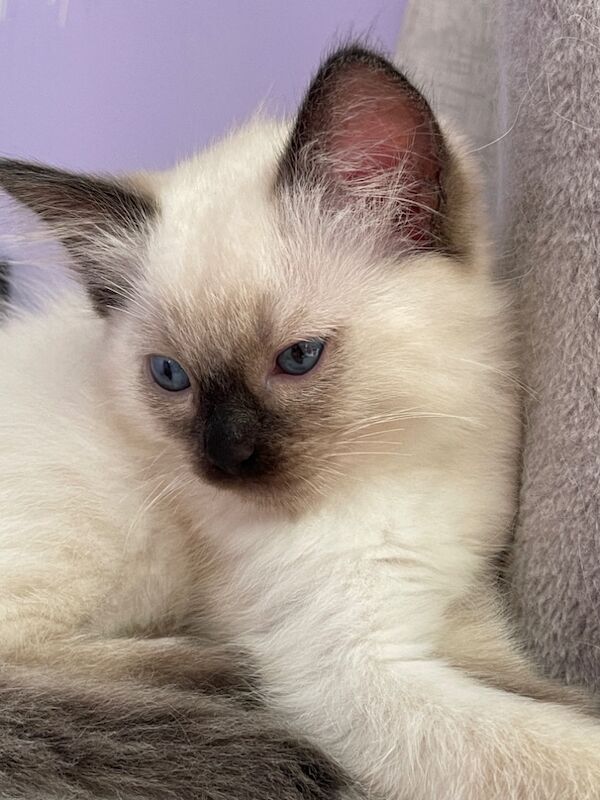 6th Generation* Purebreed Ragdoll Kittens GCCF & TICA - Image 10 of 14