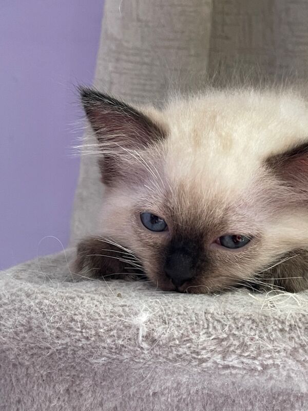 6th Generation* Purebreed Ragdoll Kittens GCCF & TICA - Image 11 of 14