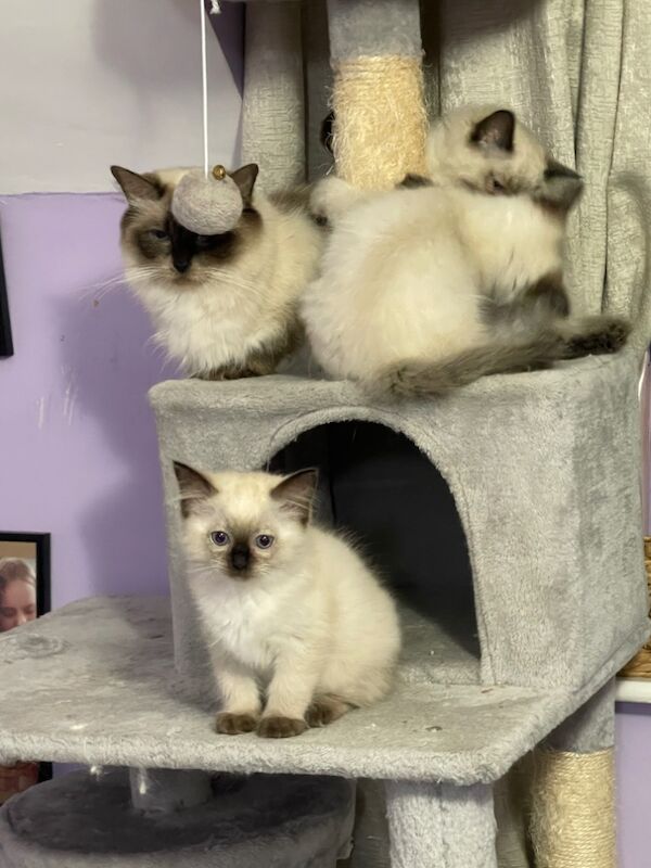 6th Generation* Purebreed Ragdoll Kittens GCCF & TICA - Image 12 of 14
