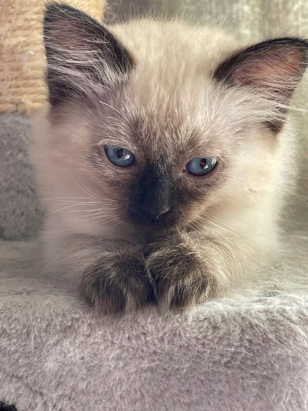 6th Generation* Purebreed Ragdoll Kittens GCCF & TICA - Image 13 of 14