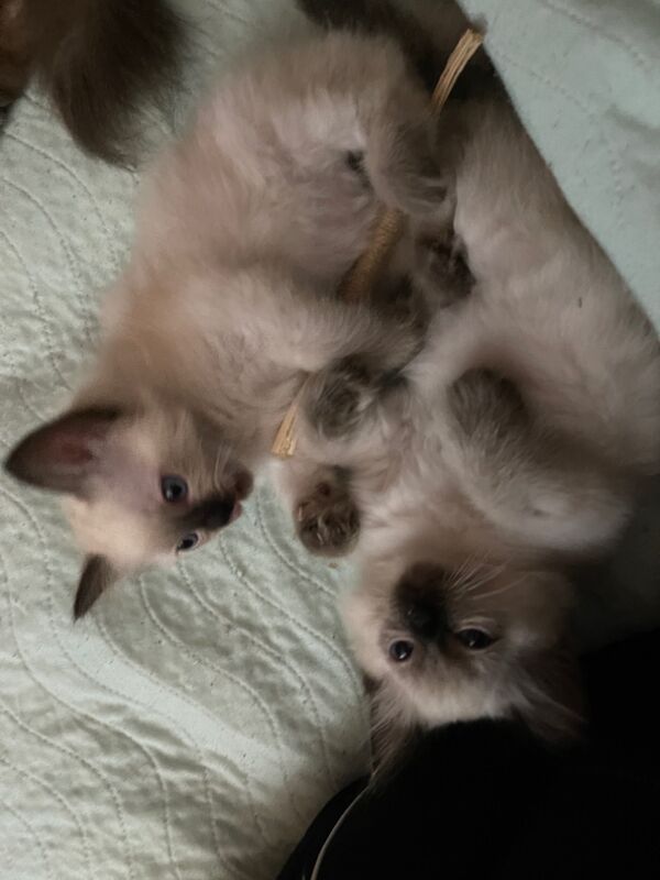 6th Generation* Purebreed Ragdoll Kittens GCCF & TICA - Image 14 of 14
