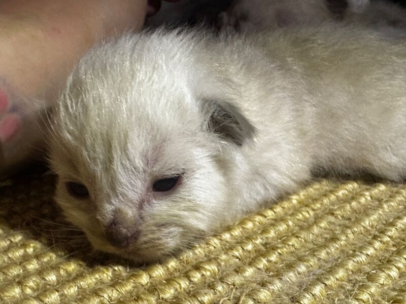 6th Generation* Purebreed Ragdoll Kittens GCCF & TICA - Image 10 of 13
