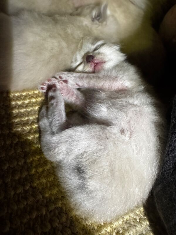6th Generation* Purebreed Ragdoll Kittens GCCF & TICA - Image 11 of 13