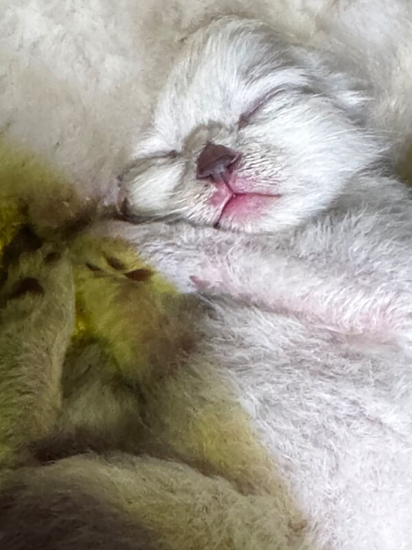 6th Generation* Purebreed Ragdoll Kittens GCCF & TICA - Image 12 of 13