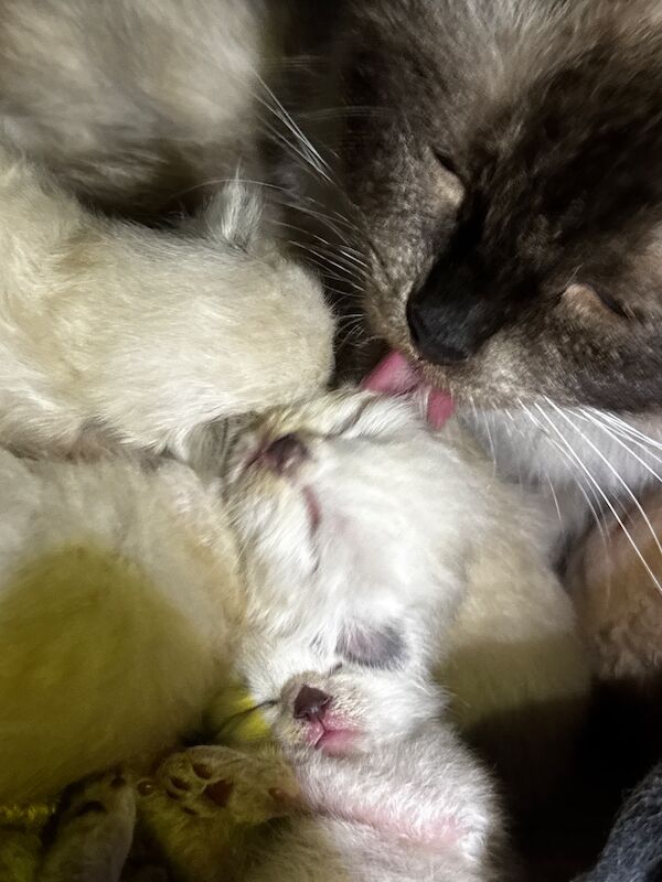 6th Generation* Purebreed Ragdoll Kittens GCCF & TICA - Image 13 of 13