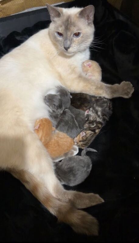 Ragdoll Kittens For Sale