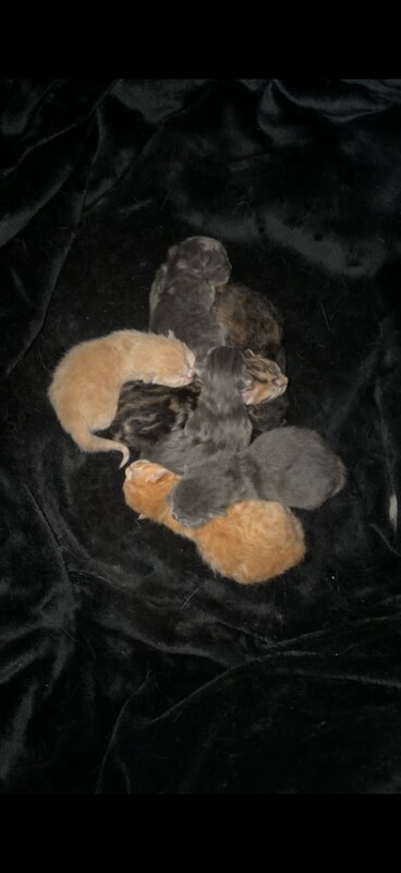 7 Stunning Ragdollx Kittens - Image 2 of 3