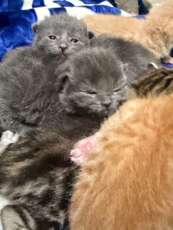 7 Stunning Ragdollx Kittens - Image 3 of 3