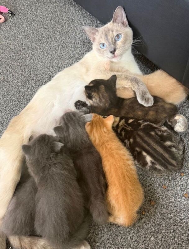 Ragdoll Kittens For Sale
