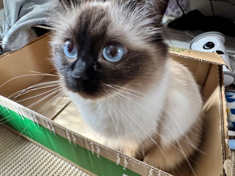 7th Generation* Pure-Breed Pedigree Ragdoll Kittens TICA