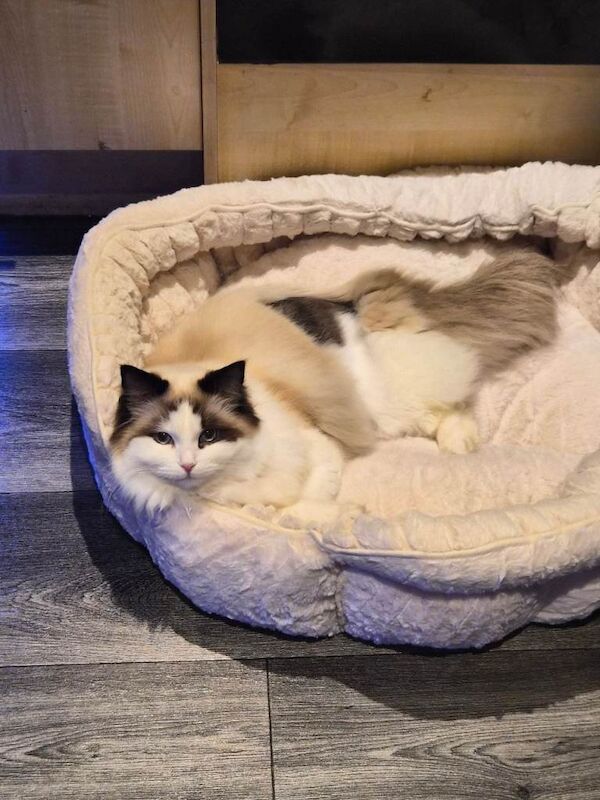 Ragdoll Kittens For Sale