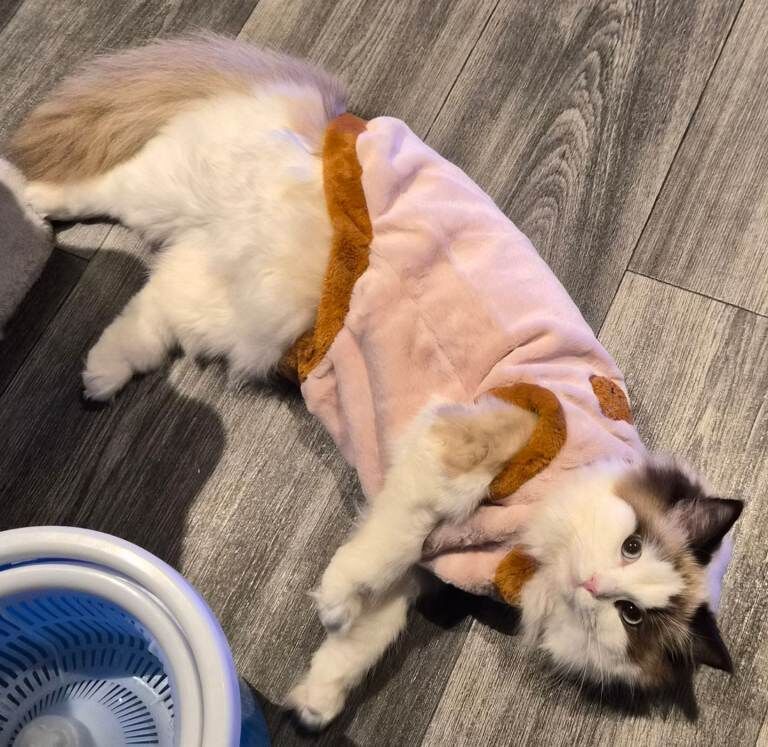 8 month old female bi colour ragdoll - Image 2 of 4